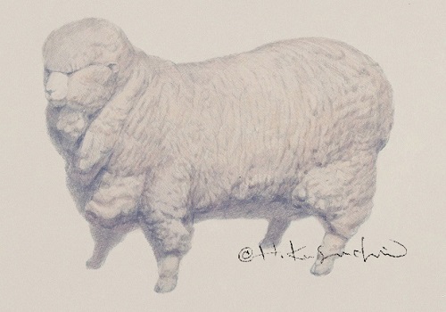 羊：草地元